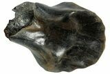 Fossil Nodosaur Tooth - Judith River Formation #313277-1